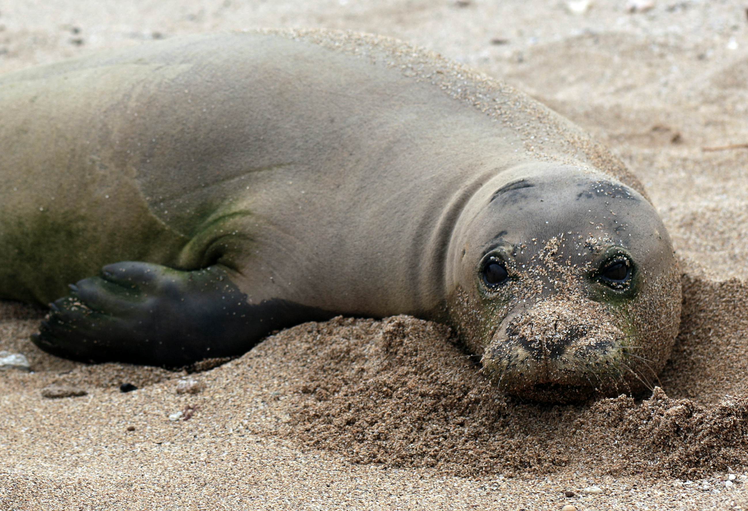 Hawaii visitors warned to stay away from monk seals - Lonely Planet